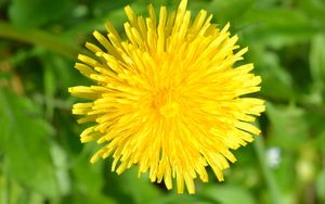 Preview wallpaper dandelion, flower, plant, yellow, macro