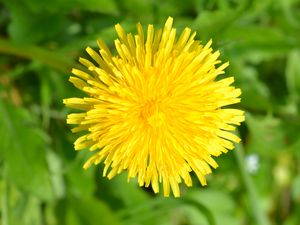Preview wallpaper dandelion, flower, plant, yellow, macro