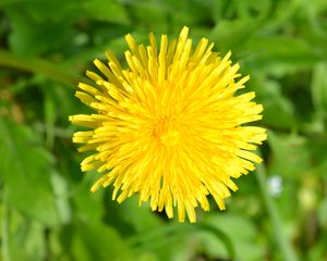 Preview wallpaper dandelion, flower, plant, yellow, macro