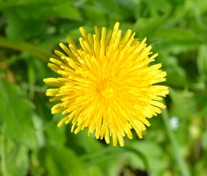 Preview wallpaper dandelion, flower, plant, yellow, macro