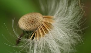 Preview wallpaper dandelion, flower, plant