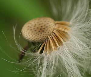 Preview wallpaper dandelion, flower, plant