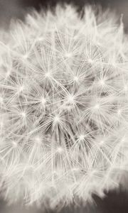 Preview wallpaper dandelion, flower, plant, down