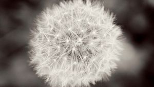 Preview wallpaper dandelion, flower, plant, down