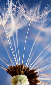 Preview wallpaper dandelion, flower, sky, seeds, feathers