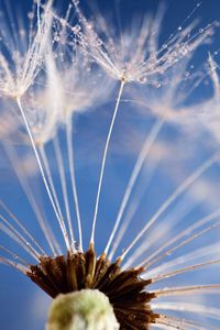 Preview wallpaper dandelion, flower, sky, seeds, feathers