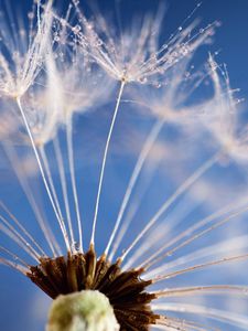 Preview wallpaper dandelion, flower, sky, seeds, feathers