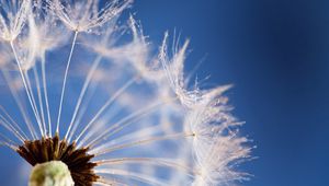 Preview wallpaper dandelion, flower, sky, seeds, feathers