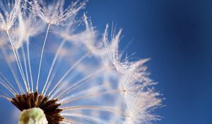 Preview wallpaper dandelion, flower, sky, seeds, feathers