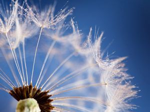 Preview wallpaper dandelion, flower, sky, seeds, feathers