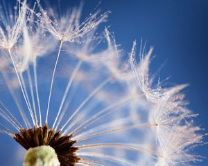 Preview wallpaper dandelion, flower, sky, seeds, feathers