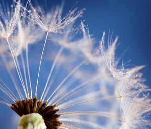 Preview wallpaper dandelion, flower, sky, seeds, feathers