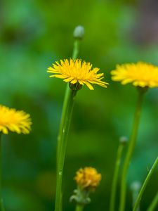 Preview wallpaper dandelion, flower, spring, yellow