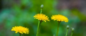 Preview wallpaper dandelion, flower, spring, yellow