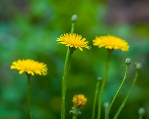 Preview wallpaper dandelion, flower, spring, yellow