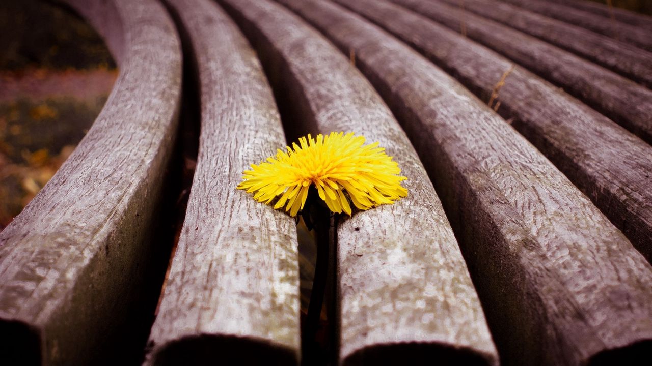 Wallpaper dandelion, flower, sprouted, bench, wood