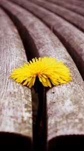 Preview wallpaper dandelion, flower, sprouted, bench, wood