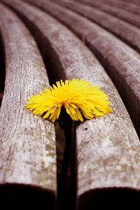 Preview wallpaper dandelion, flower, sprouted, bench, wood