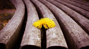 Preview wallpaper dandelion, flower, sprouted, bench, wood