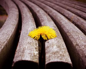 Preview wallpaper dandelion, flower, sprouted, bench, wood