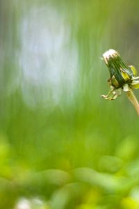 Preview wallpaper dandelion, flower, stalk, bald, degradation