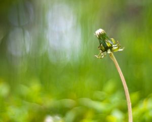 Preview wallpaper dandelion, flower, stalk, bald, degradation