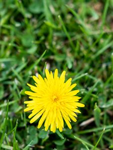 Preview wallpaper dandelion, flower, yellow, petals, grass, blur, nature