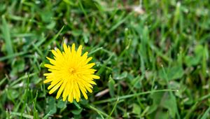 Preview wallpaper dandelion, flower, yellow, petals, grass, blur, nature