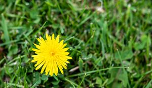 Preview wallpaper dandelion, flower, yellow, petals, grass, blur, nature