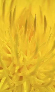 Preview wallpaper dandelion, flower, yellow, petals, macro