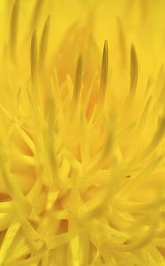 Preview wallpaper dandelion, flower, yellow, petals, macro