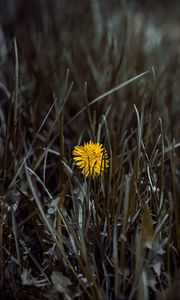 Preview wallpaper dandelion, flower, yellow