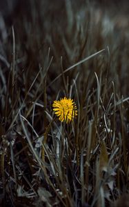 Preview wallpaper dandelion, flower, yellow