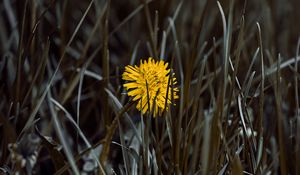 Preview wallpaper dandelion, flower, yellow