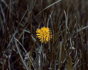 Preview wallpaper dandelion, flower, yellow