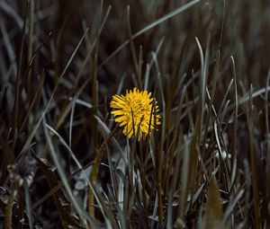 Preview wallpaper dandelion, flower, yellow