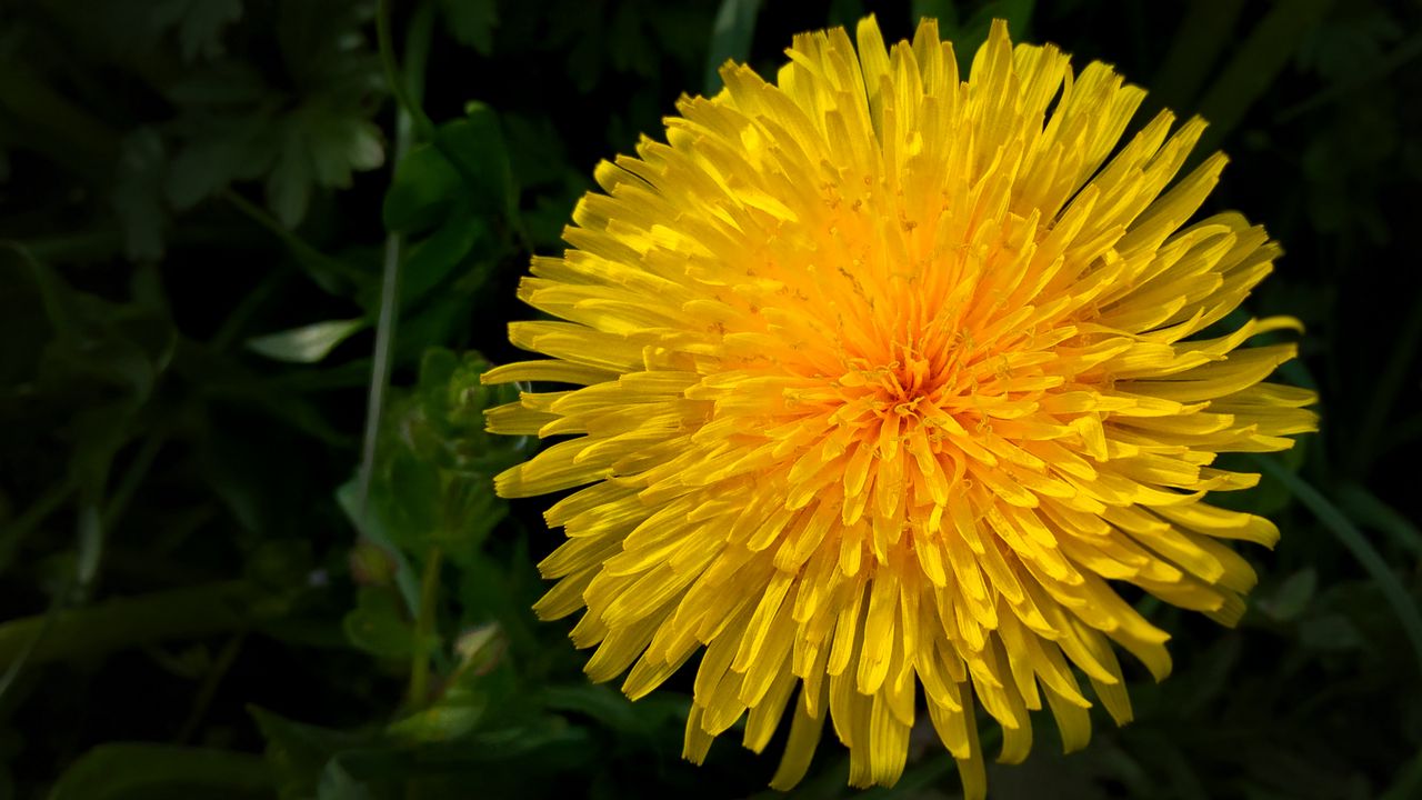 Wallpaper dandelion, flower, yellow, macro, petals