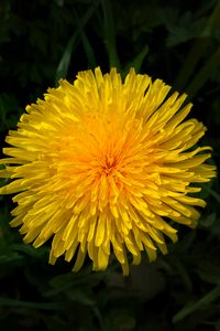 Preview wallpaper dandelion, flower, yellow, macro, petals