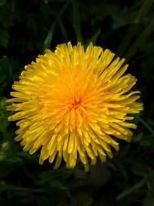 Preview wallpaper dandelion, flower, yellow, macro, petals
