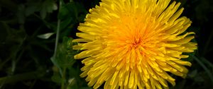 Preview wallpaper dandelion, flower, yellow, macro, petals