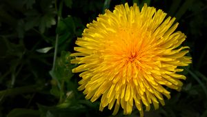 Preview wallpaper dandelion, flower, yellow, macro, petals