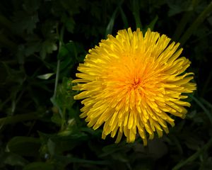 Preview wallpaper dandelion, flower, yellow, macro, petals