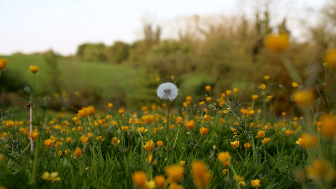 Wallpaper dandelion, flowers, field, summer