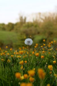 Preview wallpaper dandelion, flowers, field, summer