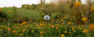 Preview wallpaper dandelion, flowers, field, summer