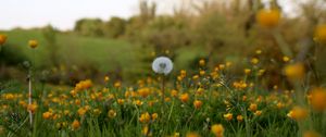 Preview wallpaper dandelion, flowers, field, summer