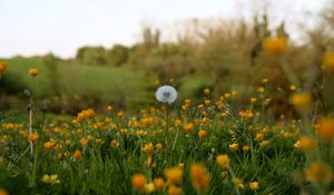 Preview wallpaper dandelion, flowers, field, summer