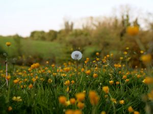 Preview wallpaper dandelion, flowers, field, summer