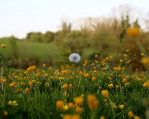 Preview wallpaper dandelion, flowers, field, summer