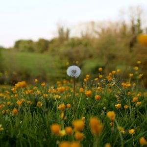 Preview wallpaper dandelion, flowers, field, summer